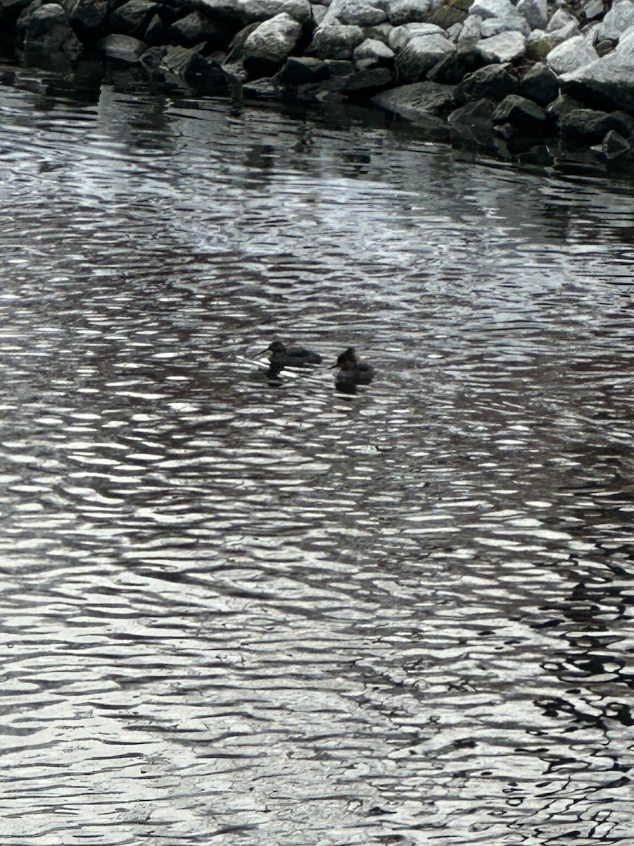 Hooded Merganser - ML646657244