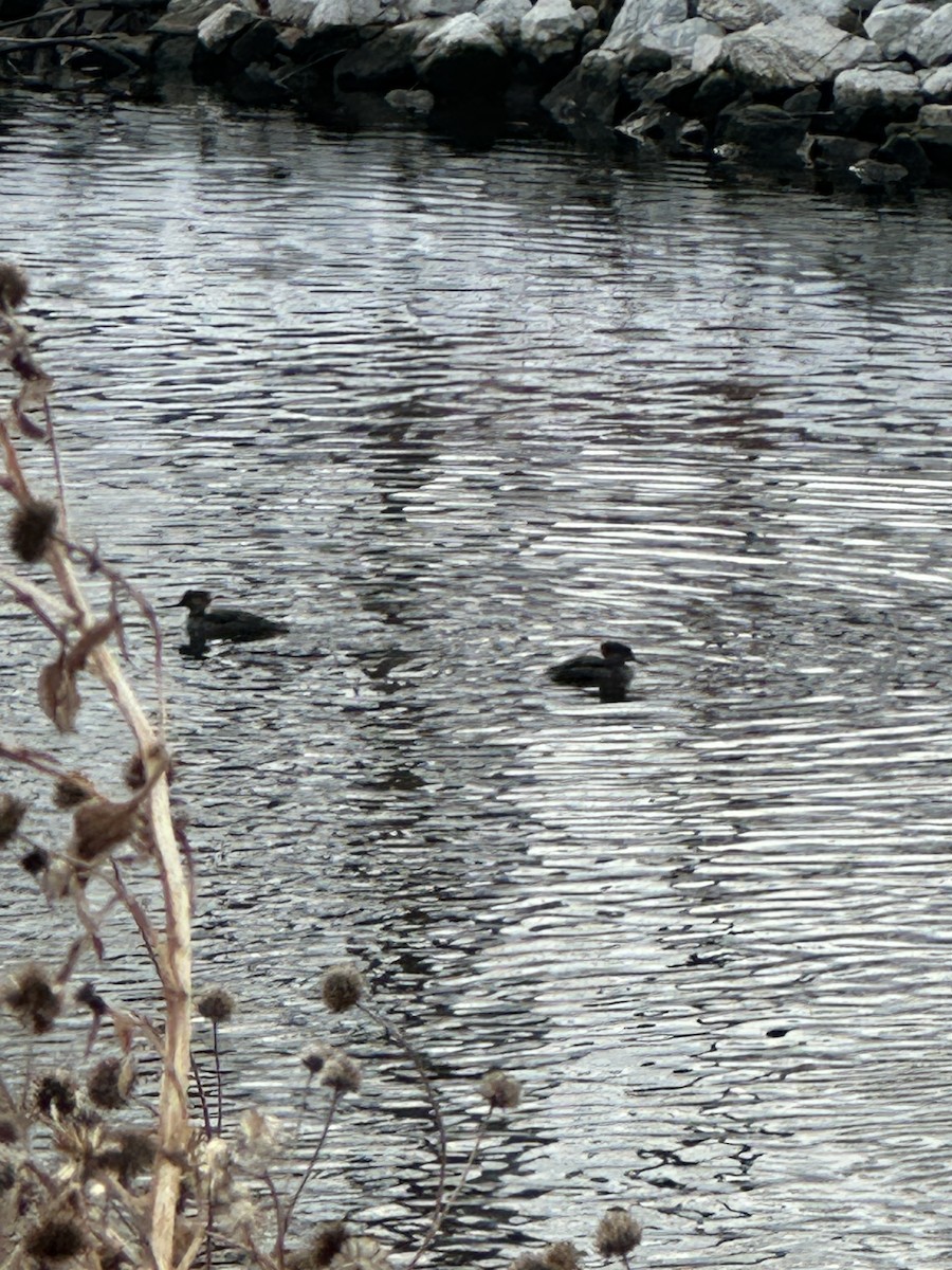 Hooded Merganser - ML646657245