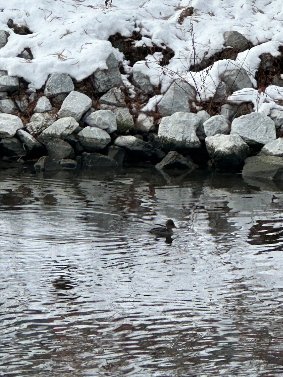 Hooded Merganser - ML646657246
