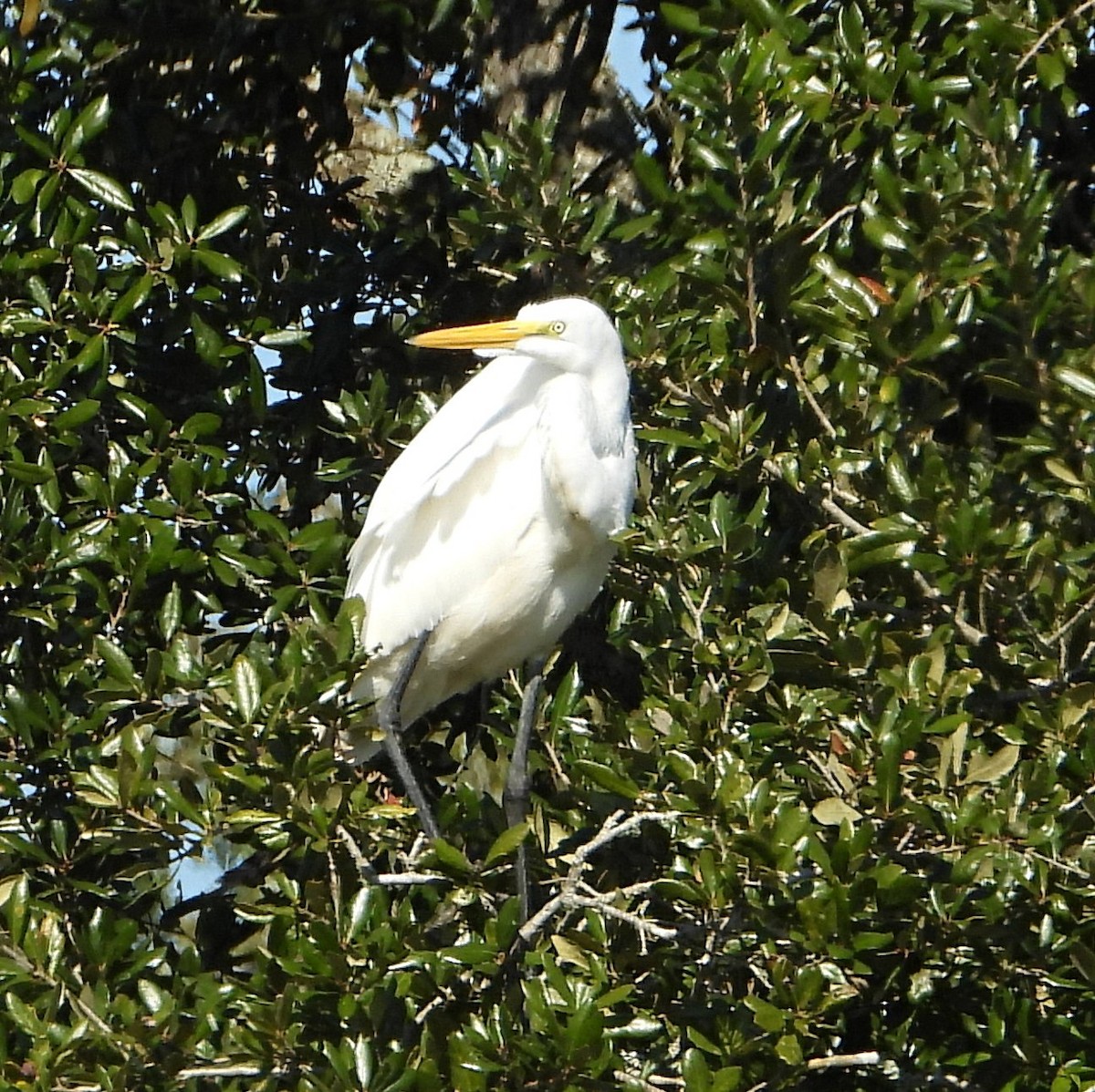 Grande Aigrette - ML646657247