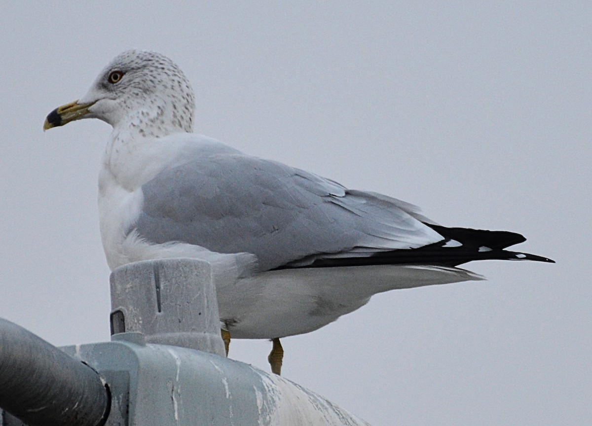 Ring-billed Gull - ML646657248