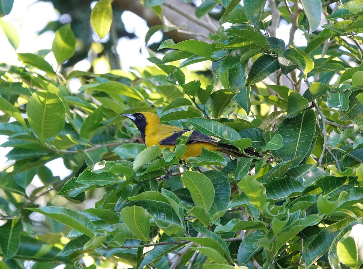 Yellow-backed Oriole - ML646657249