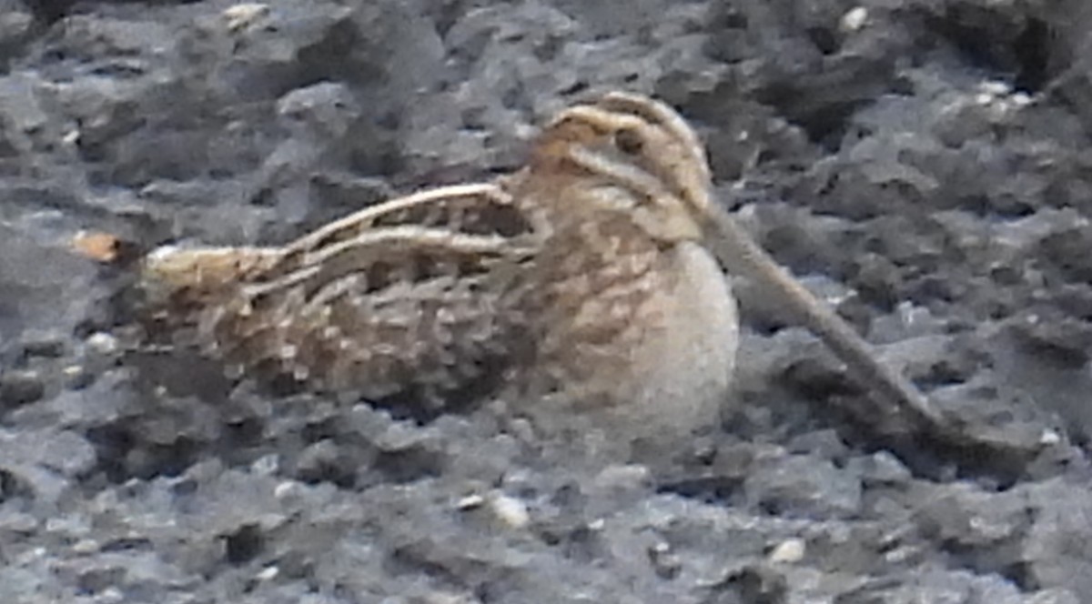 Agachadiza de Wilson - ML646657250