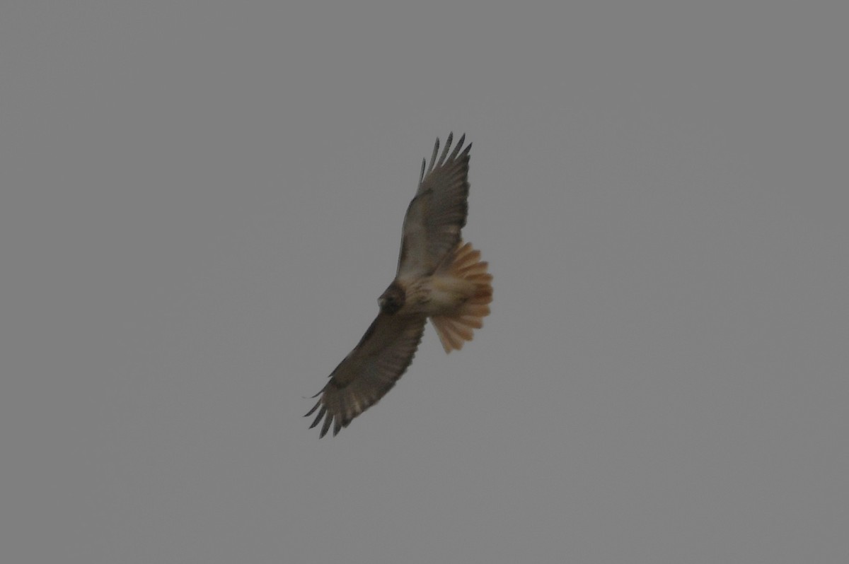 Red-tailed Hawk - ML646657251