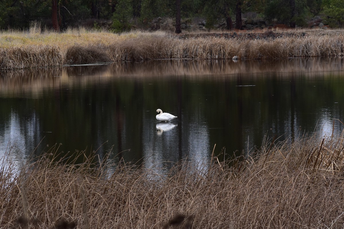 Trumpeter Swan - ML646657252