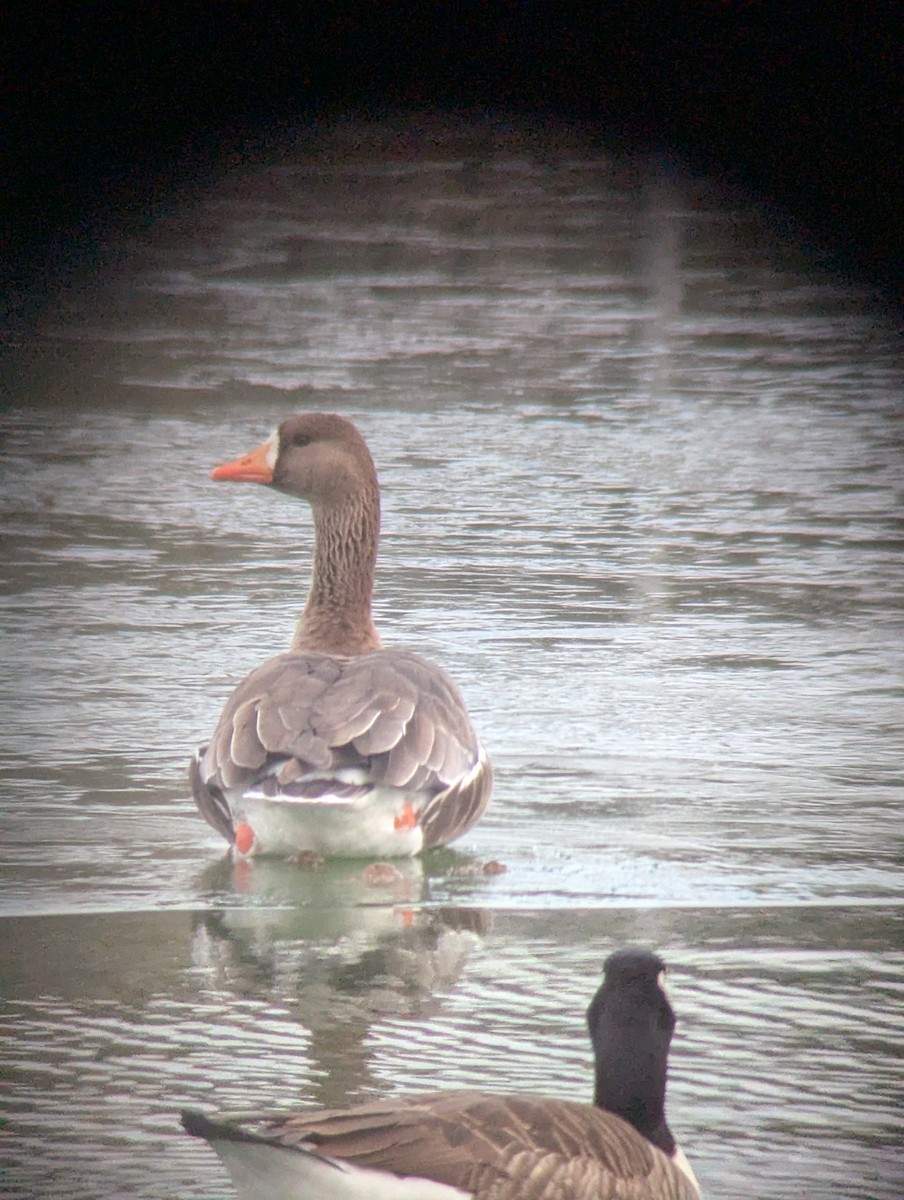 Oie rieuse - ML646657254