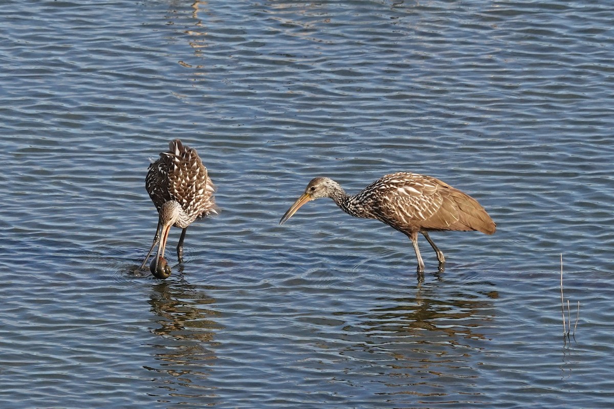 Turnayelvesi - ML646657255