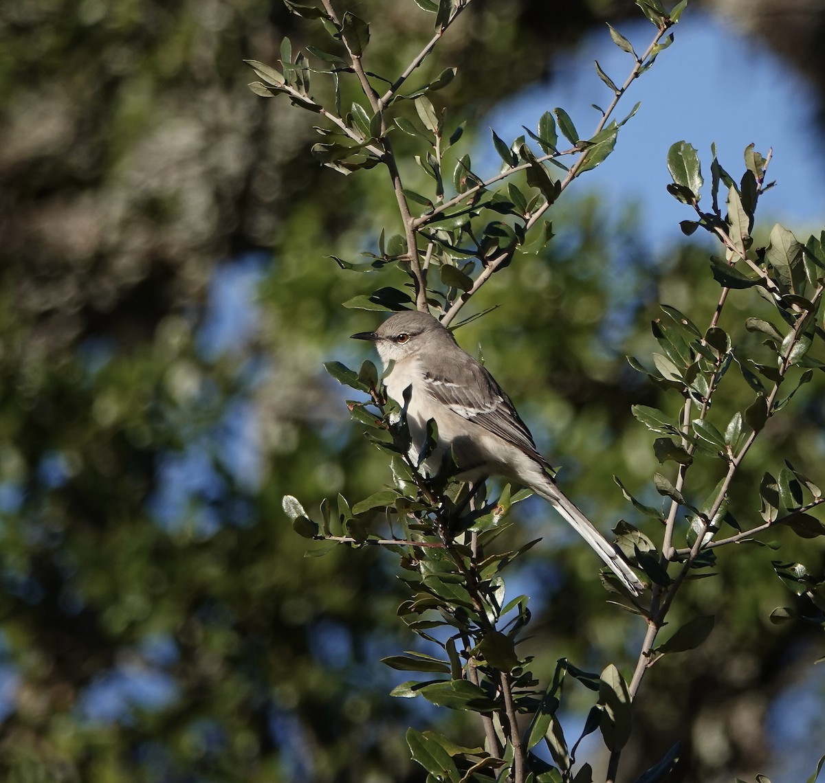 Northern Mockingbird - ML646657256