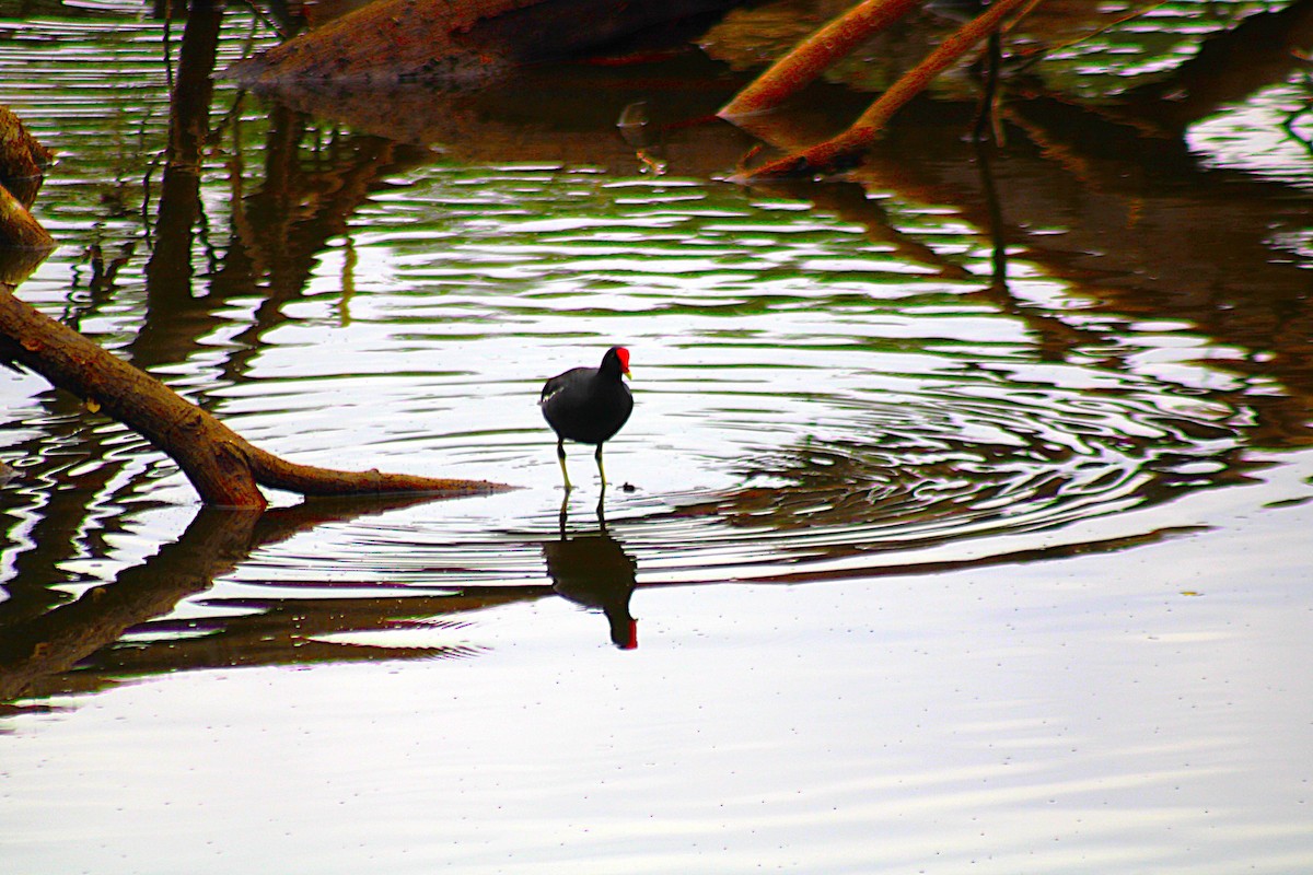 Amerika Sutavuğu - ML646657258