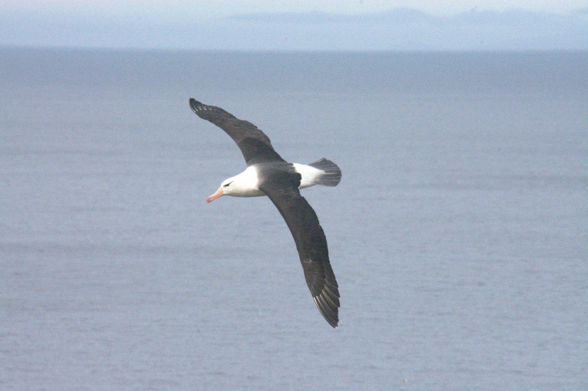 Black-browed Albatross - ML646657259