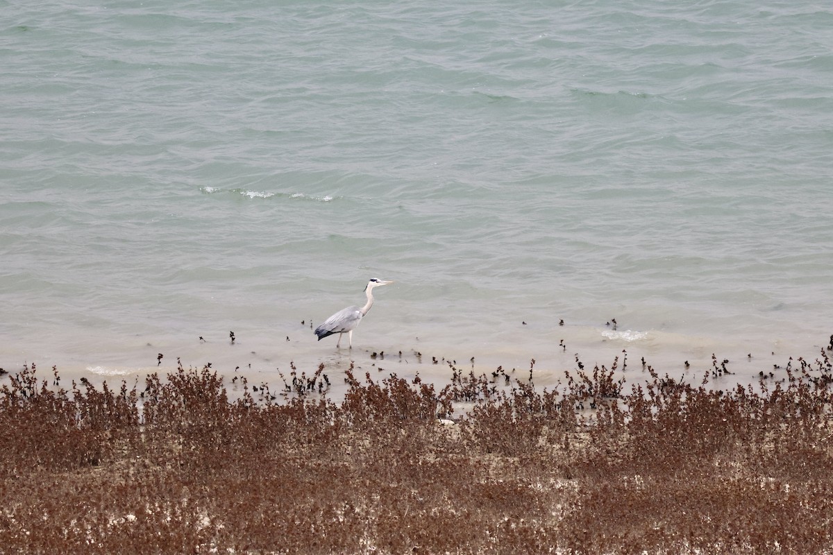 Garza Real - ML646657261