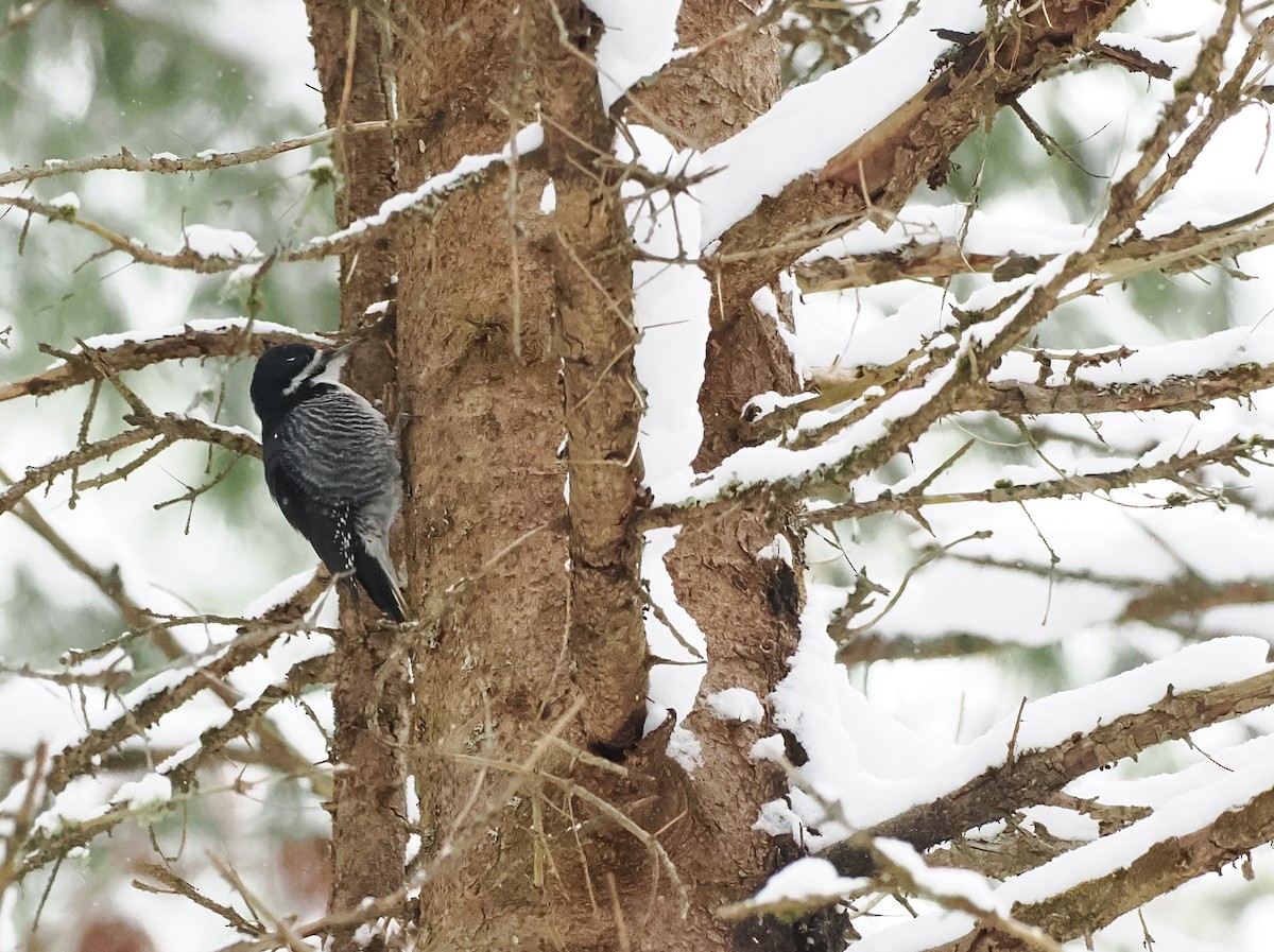 Pico Ártico - ML646657263