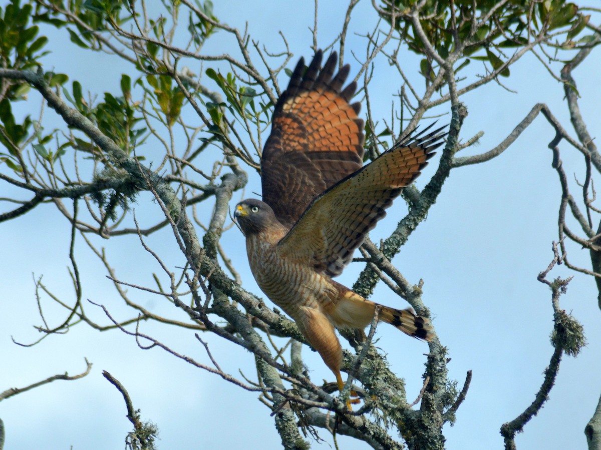 Roadside Hawk - ML646657264