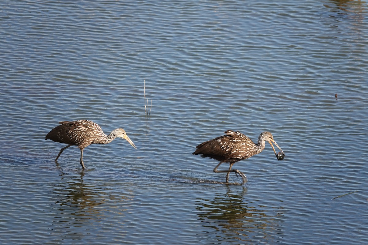 Turnayelvesi - ML646657265