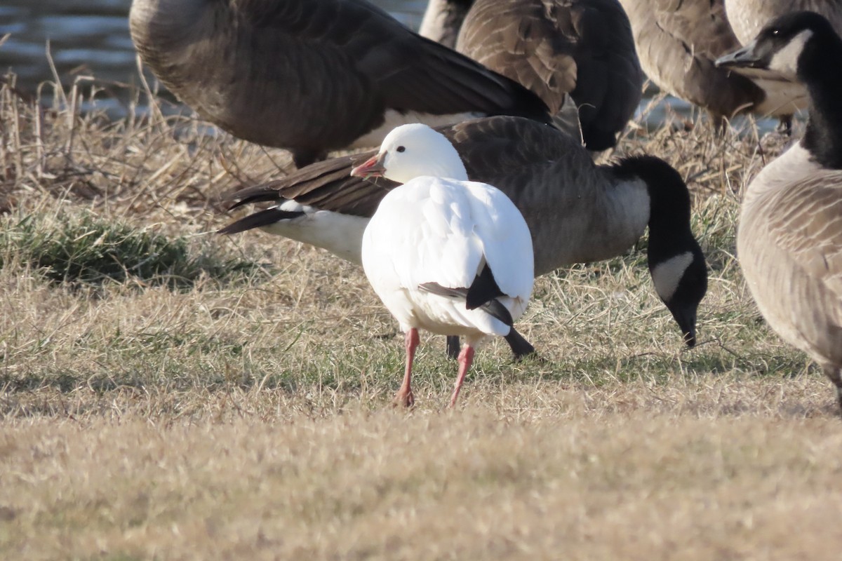 Ross's Goose - ML646657267
