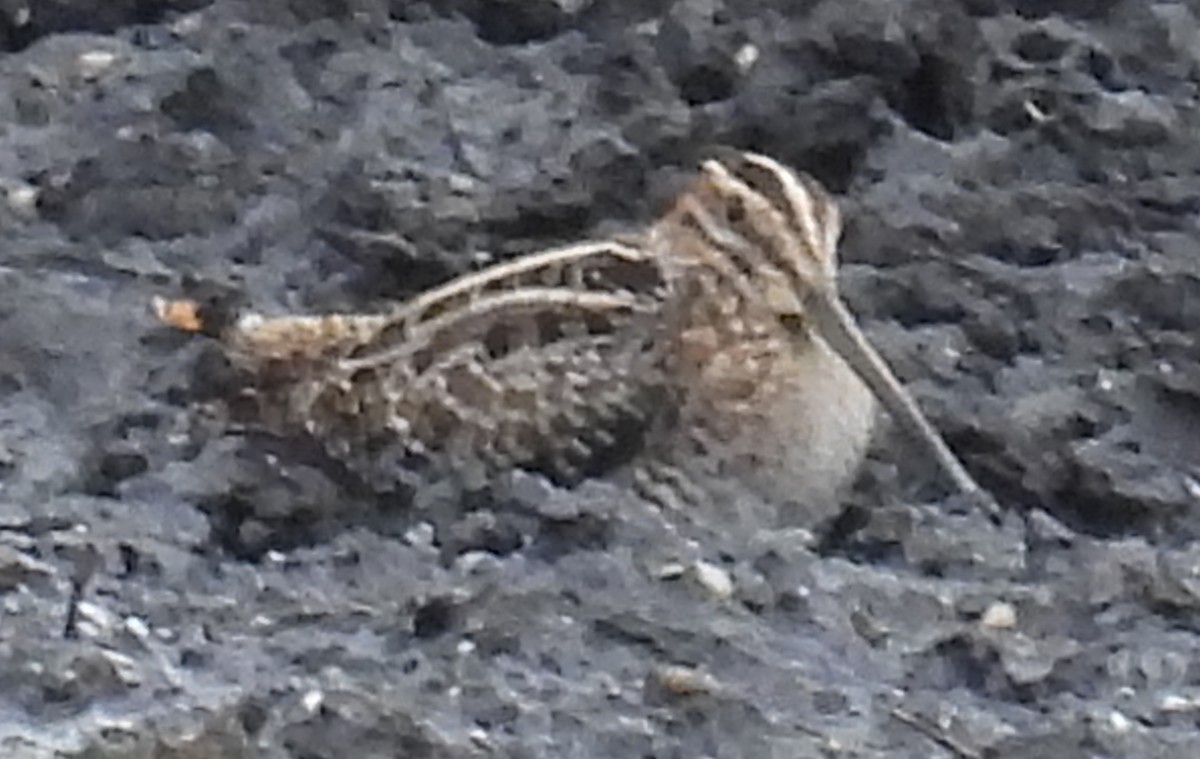 Agachadiza de Wilson - ML646657268