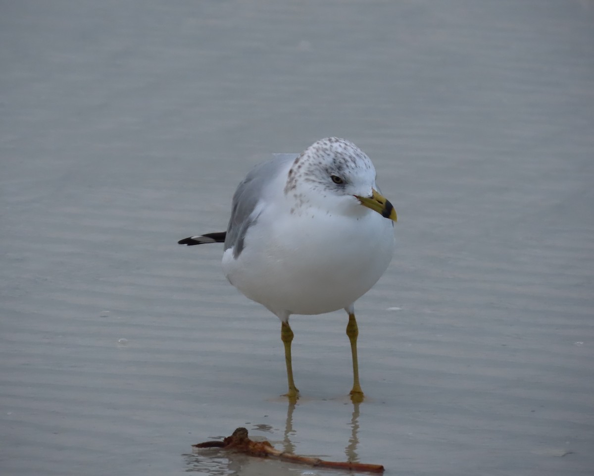 Ring-billed Gull - ML646657269