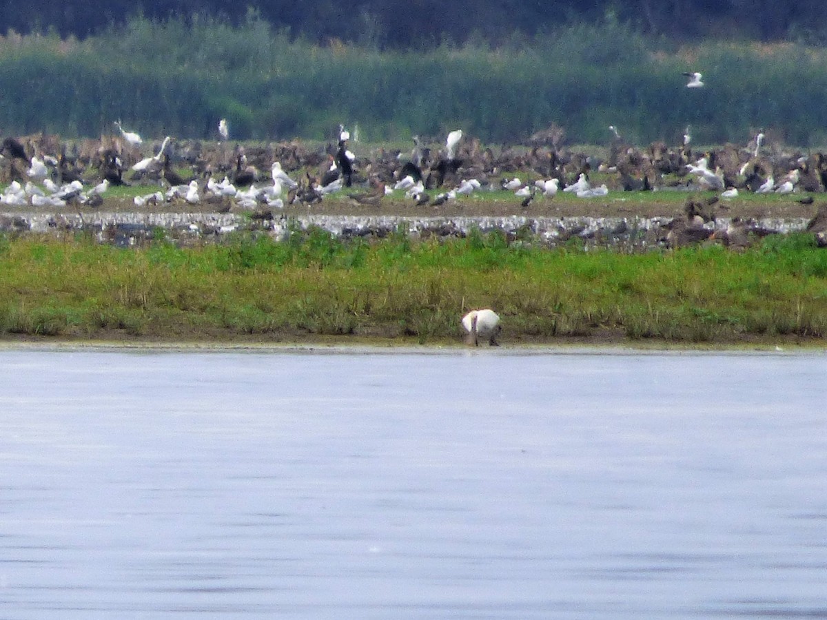 Eurasian Spoonbill - ML646657270