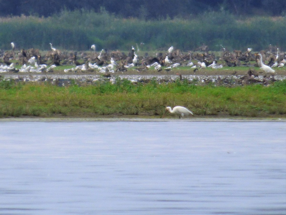 Eurasian Spoonbill - ML646657271