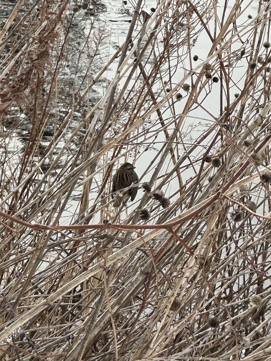 Song Sparrow - ML646657272