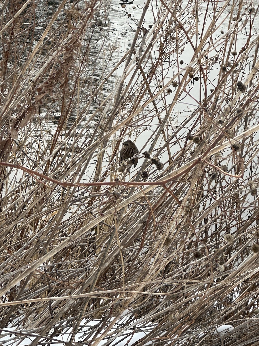Song Sparrow - ML646657273