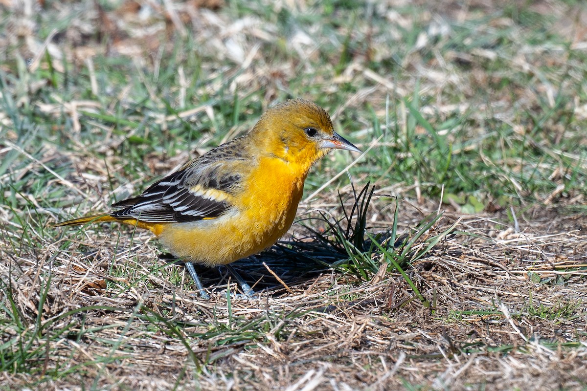 Baltimore Oriole - ML646657274