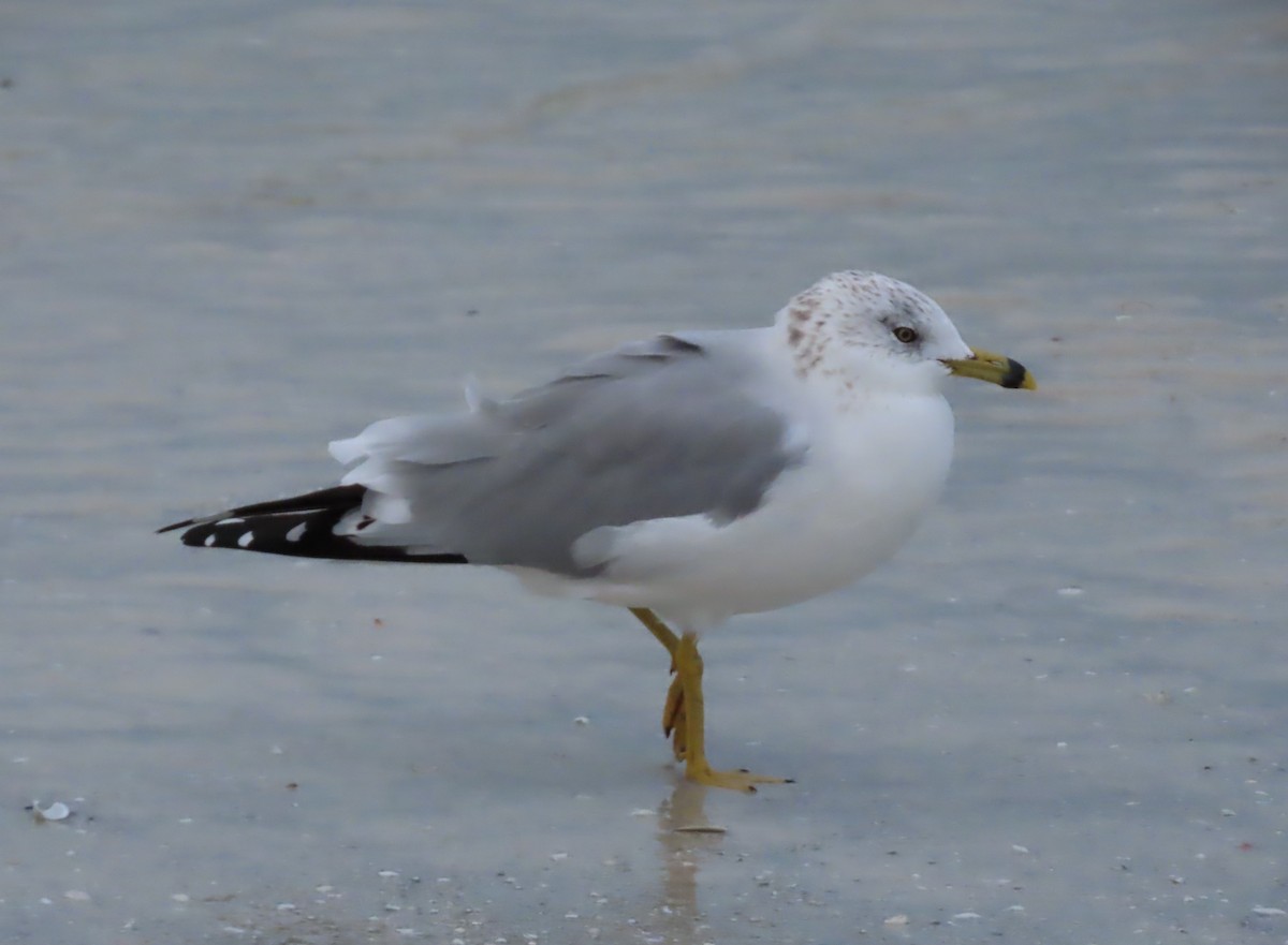 Ring-billed Gull - ML646657275
