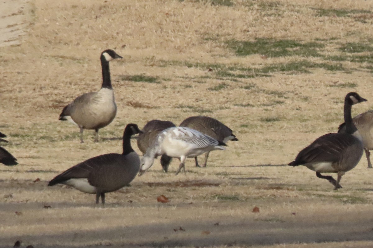 Snow Goose - ML646657276