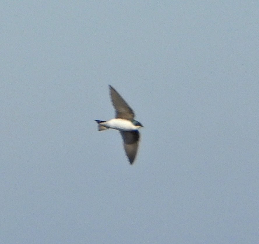 Tree Swallow - ML646657277