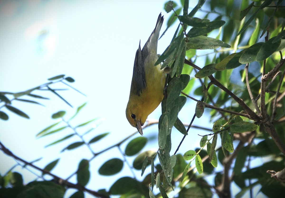 Prothonotary Warbler - ML646657278