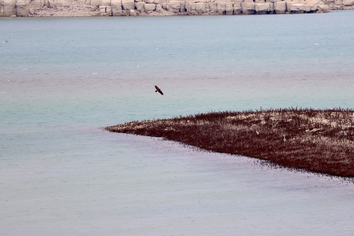 Aguilucho Lagunero Occidental - ML646657279