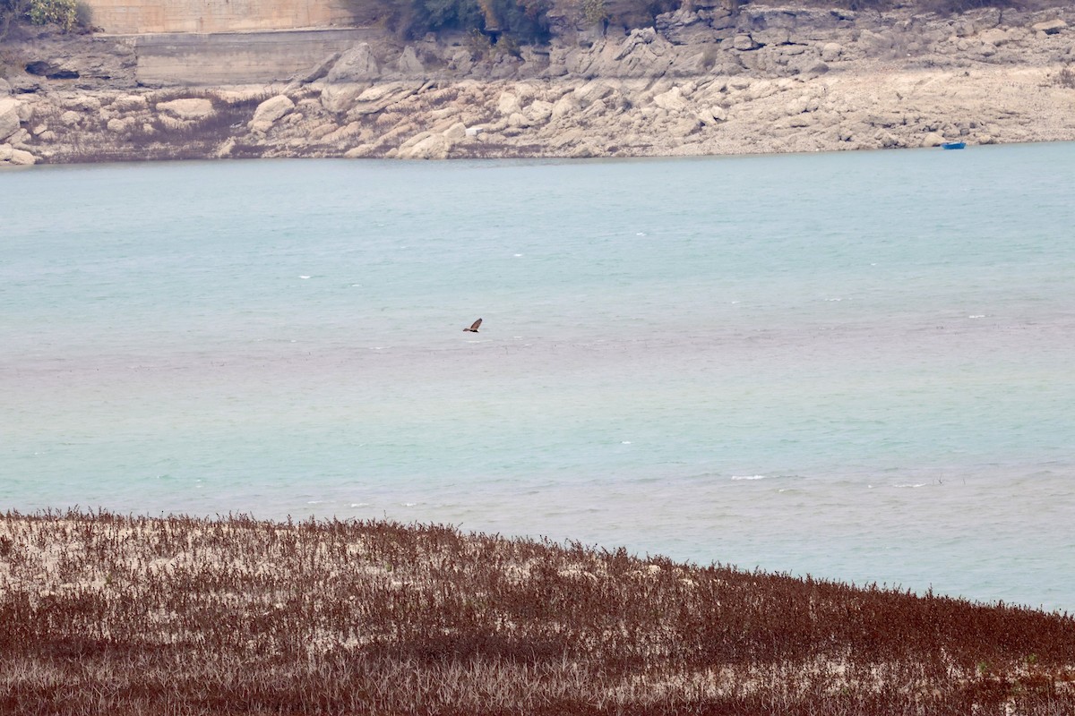 Aguilucho Lagunero Occidental - ML646657280