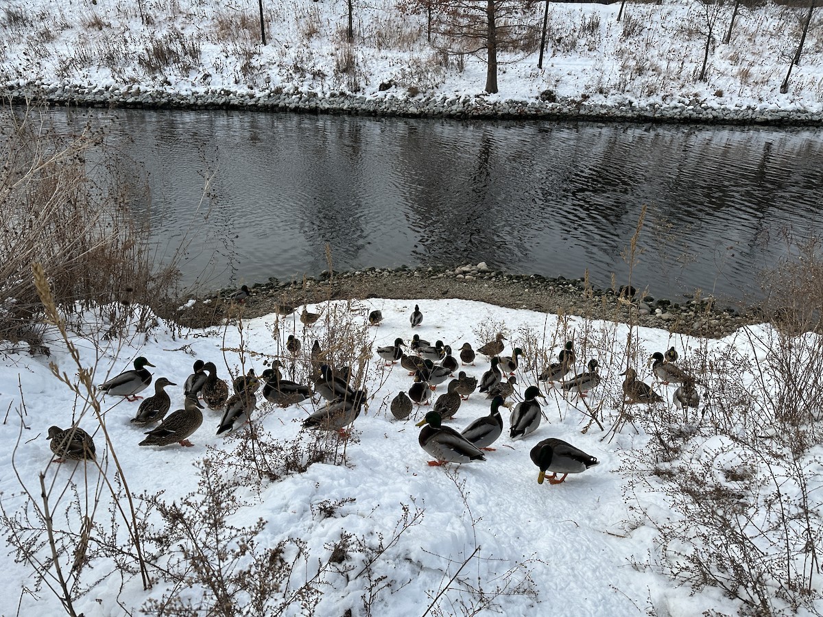 Mallard - ML646657281