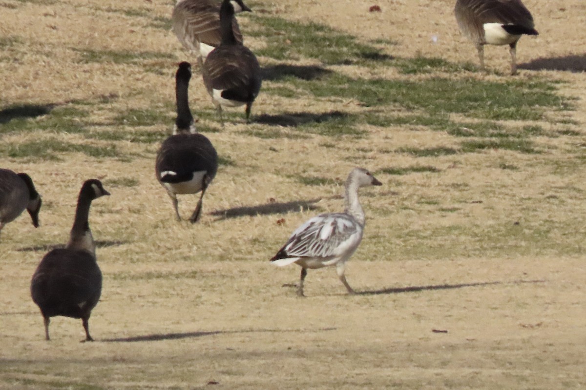 Snow Goose - ML646657283
