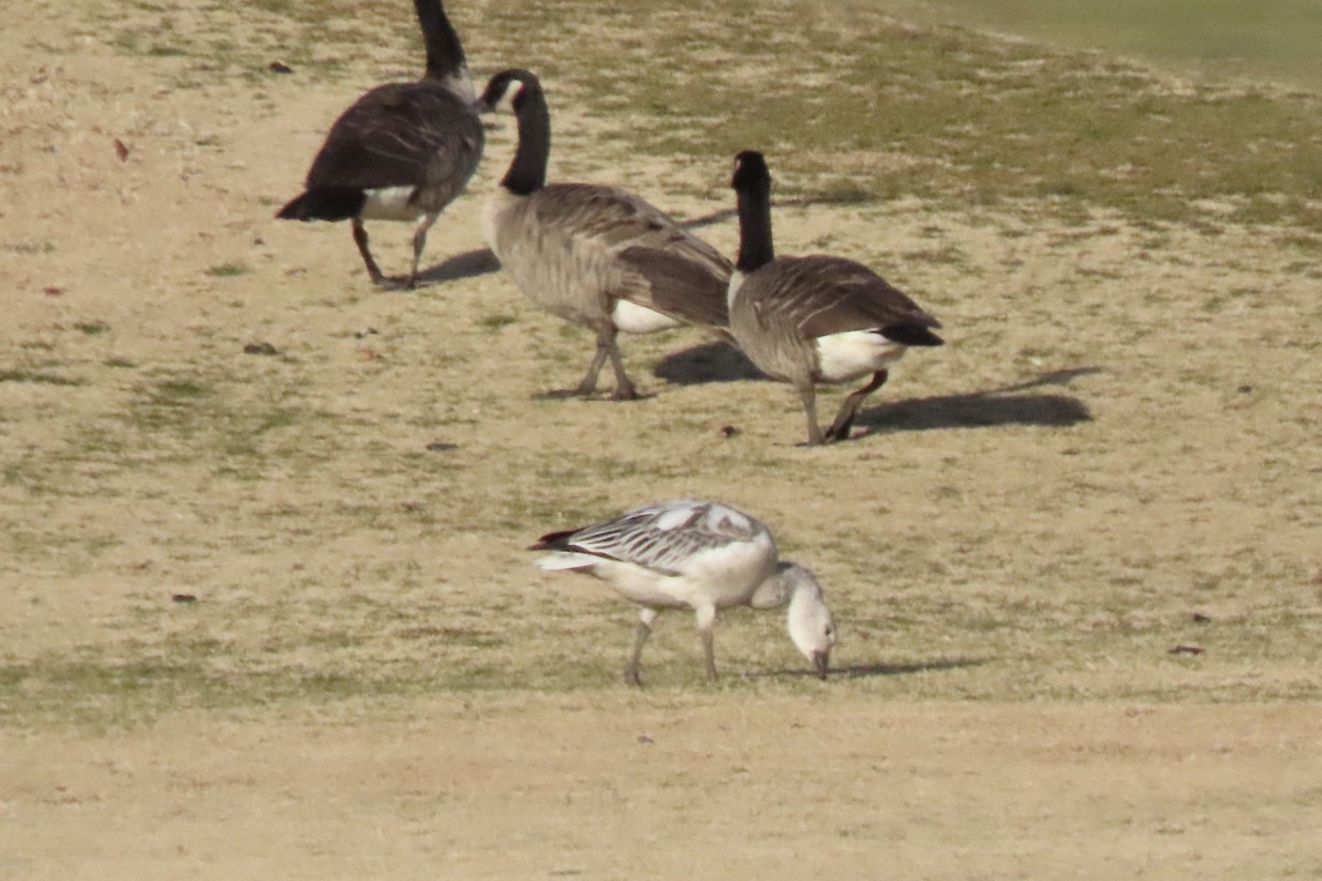 Snow Goose - ML646657287