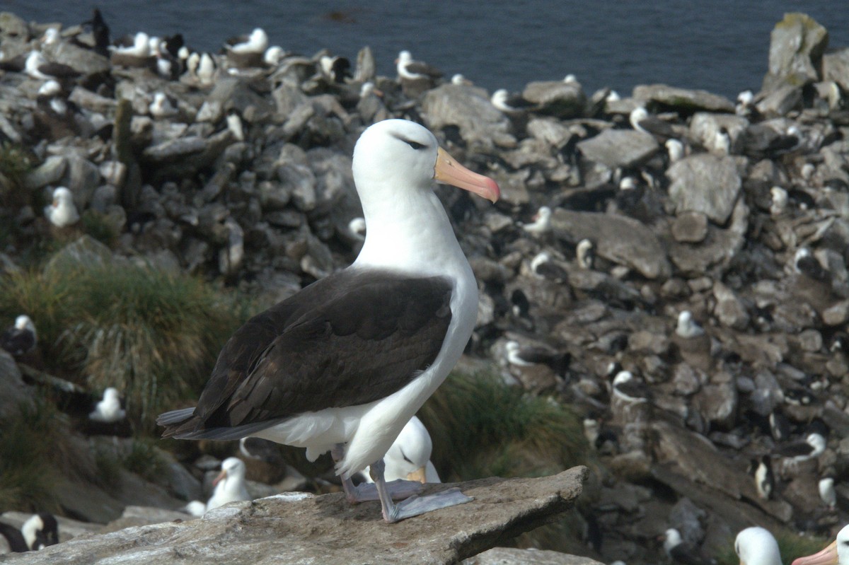 Black-browed Albatross - ML646657291
