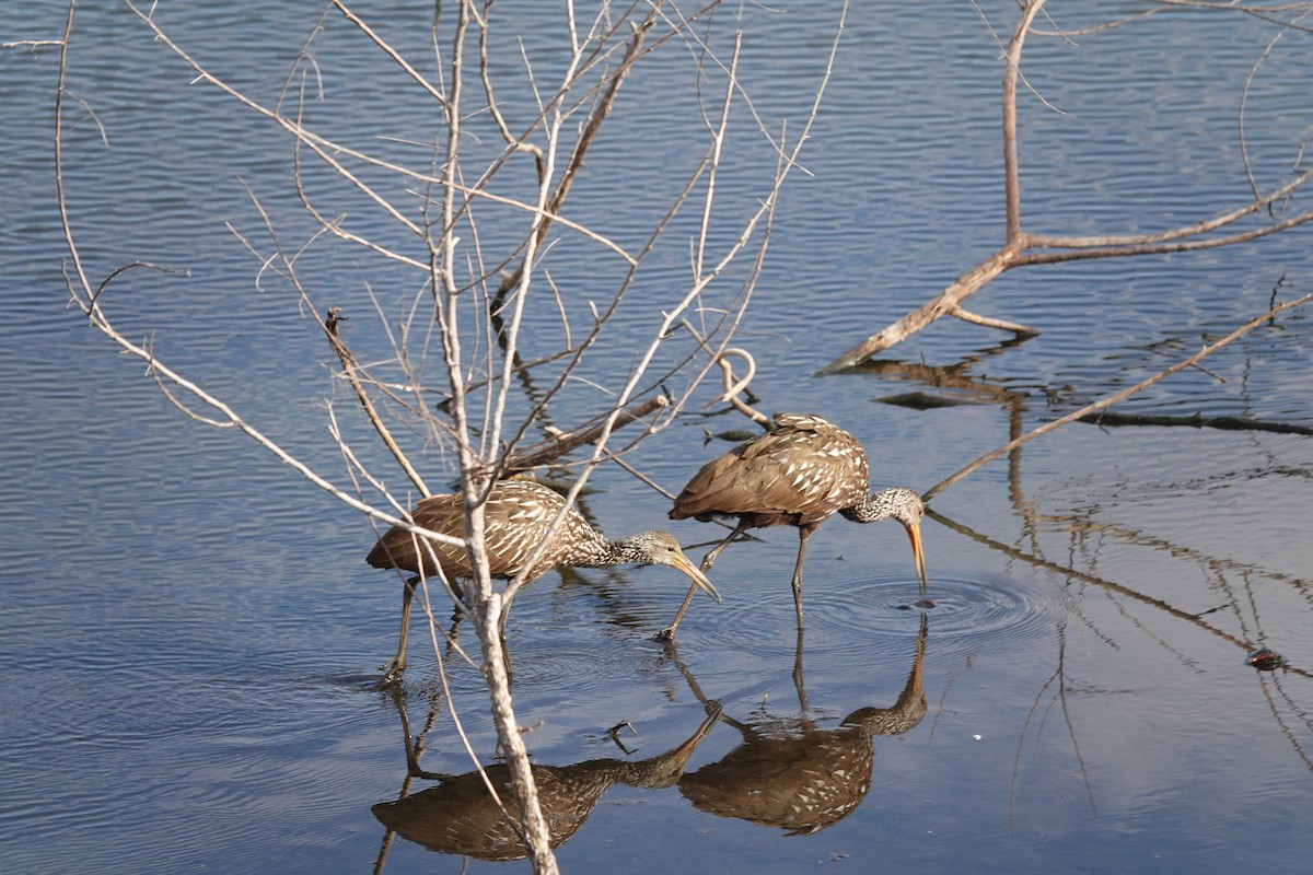 Turnayelvesi - ML646657293