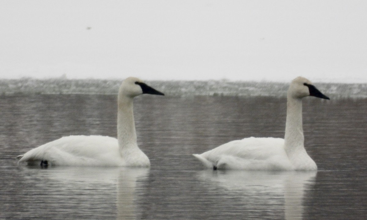 Borazancı Kuğu - ML646657304