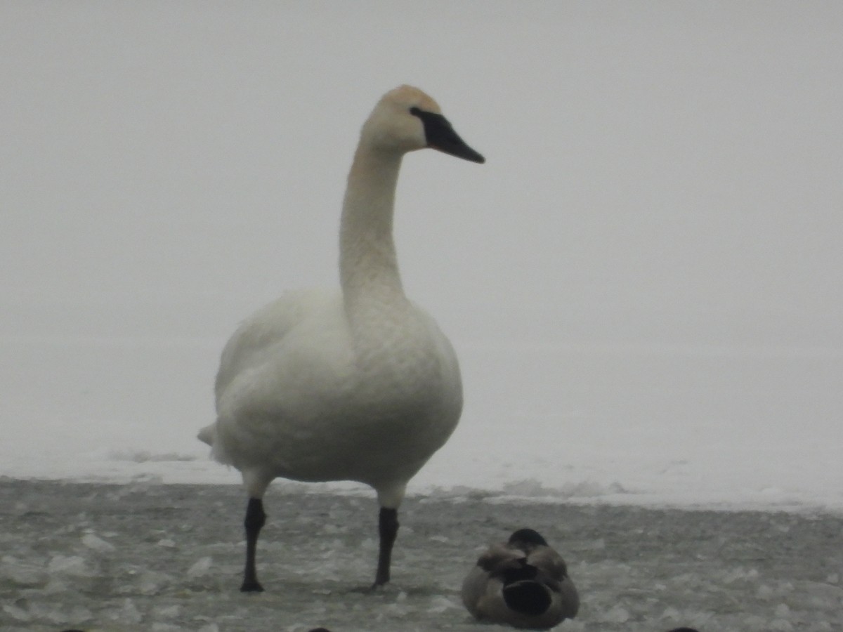 Borazancı Kuğu - ML646657305