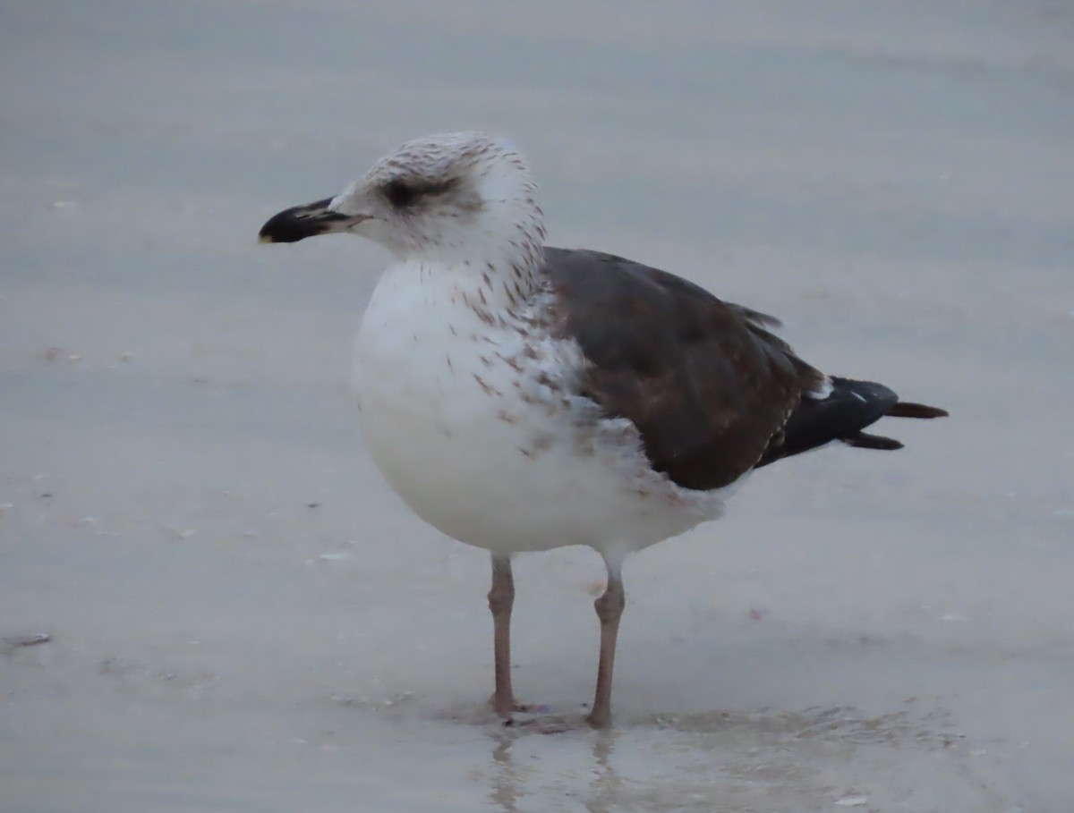 Lesser Black-backed Gull - ML646657306