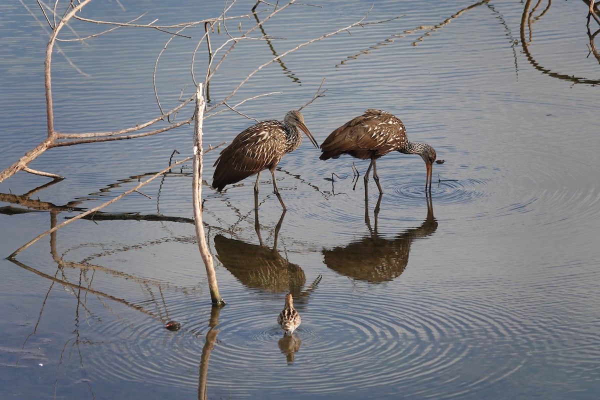 Turnayelvesi - ML646657308