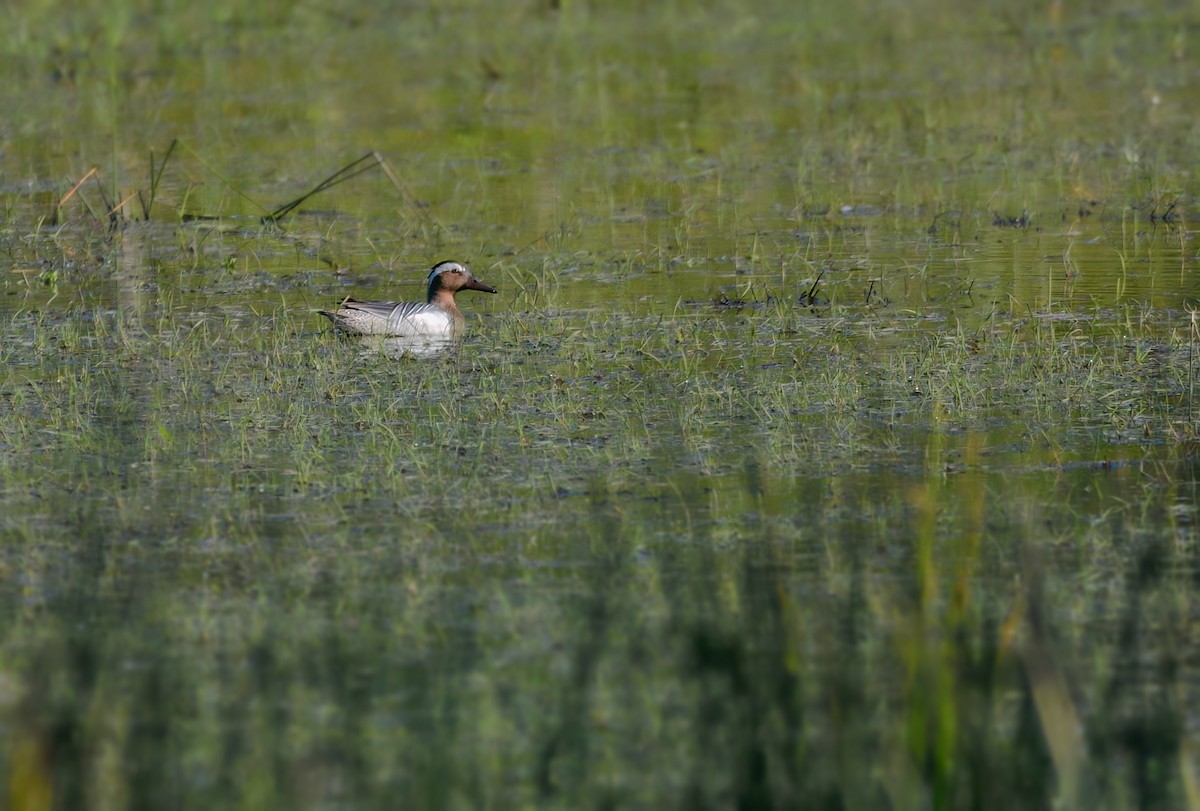 Garganey - ML646657309