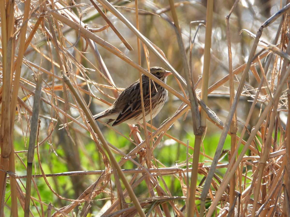 Пасовник савановий - ML646657311