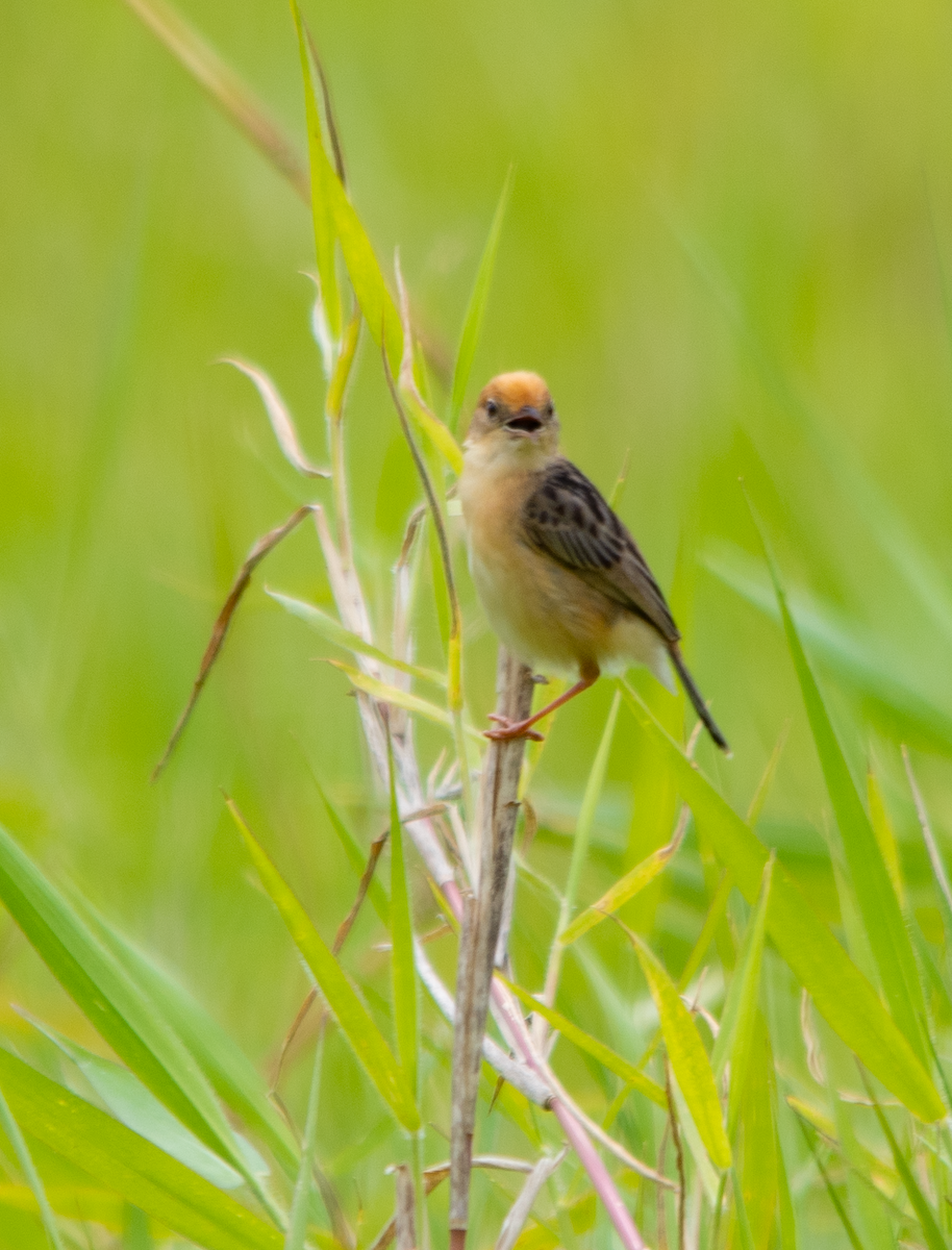 Golden-headed Cisticola - ML646657312