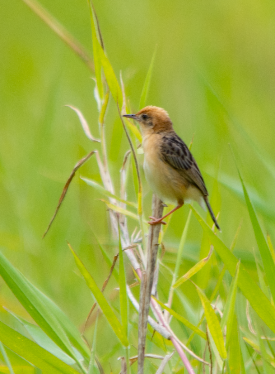 Golden-headed Cisticola - ML646657313