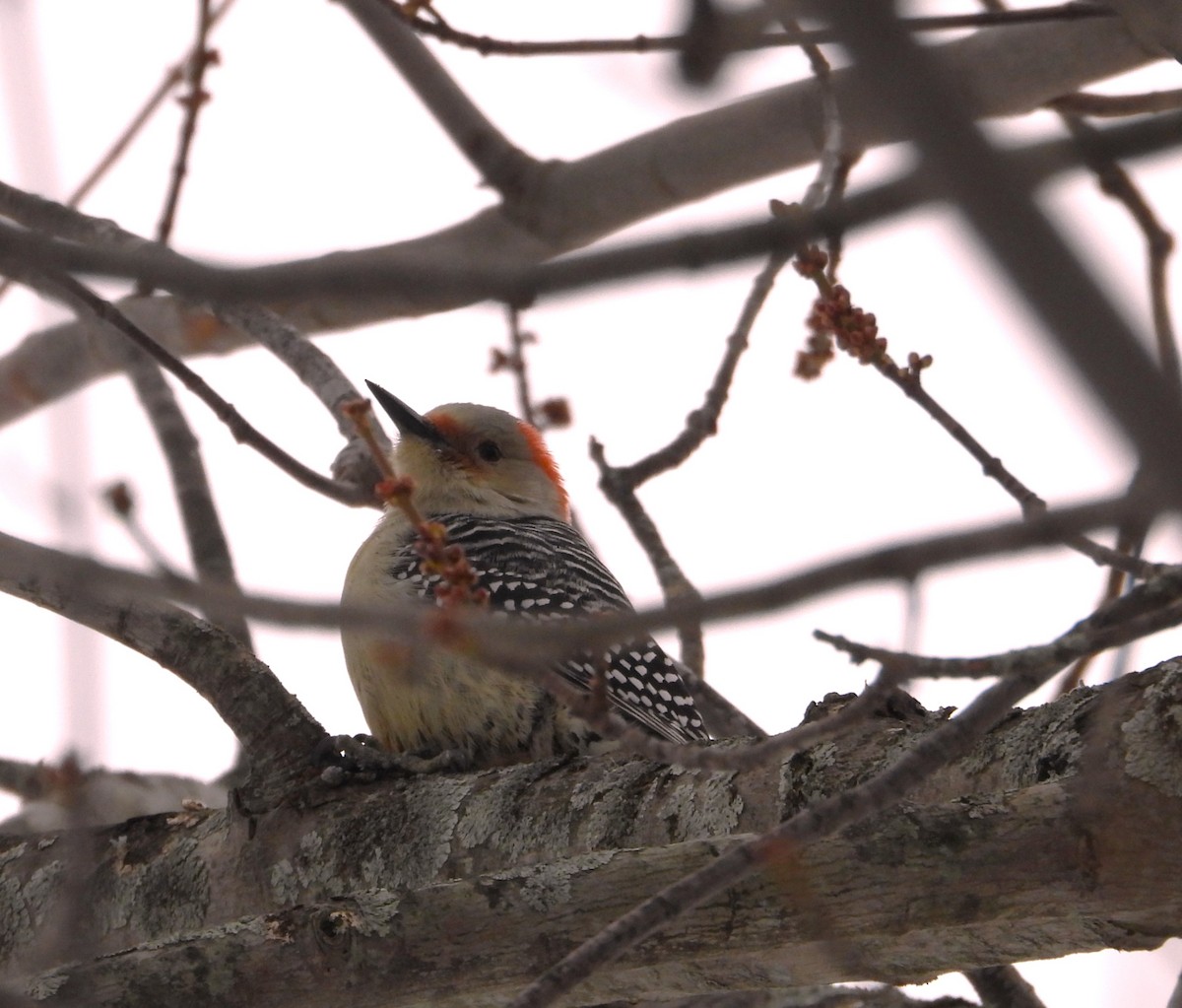 シマセゲラ - ML646657316