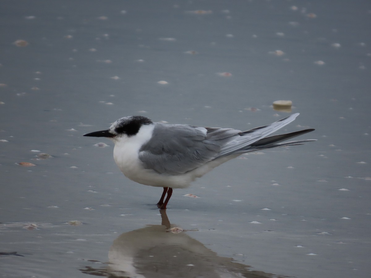 Forster's Tern - ML646657317