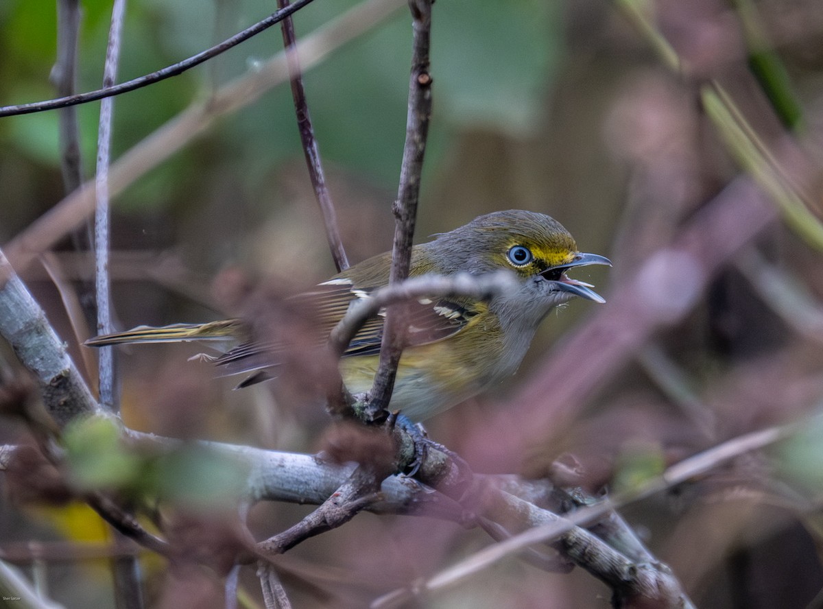 White-eyed Vireo - ML646657320