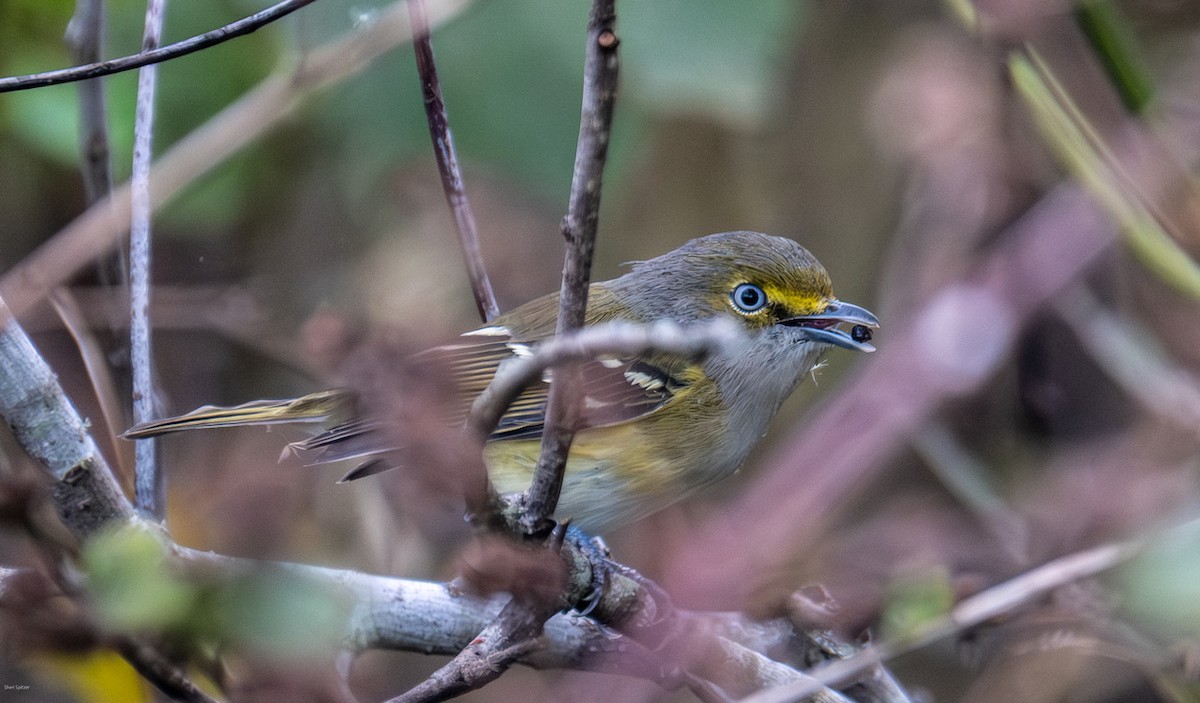 White-eyed Vireo - ML646657321