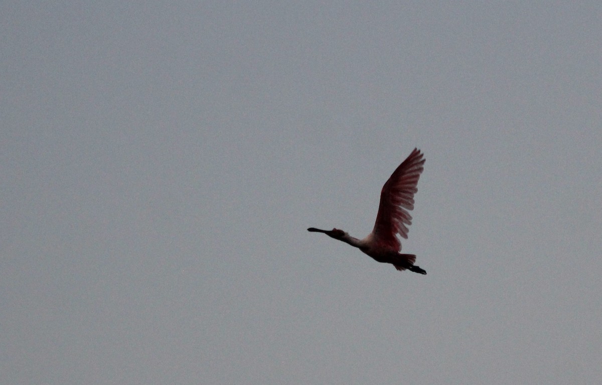 Roseate Spoonbill - ML646657323